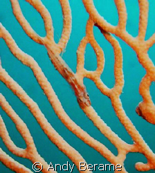 a pygmy gobie on a gorgonian sea fan @ Mactan Island by Andy Berame 